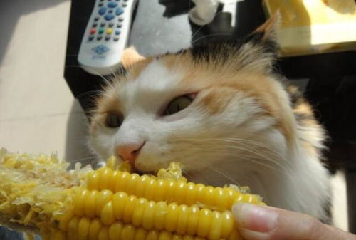 新手养猫攻略,养猫需要注意什么