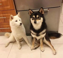 火爆日站的柴犬四姐妹,集齐赤柴黑柴和白柴,它们在一起的日常简直萌炸了