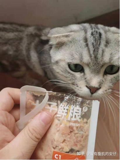 猫主子主食哪家强关于干猫粮or湿猫粮的建议本篇2021年主食猫粮推荐选购指南手把手教你选择
