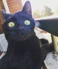 从来没有见过户外的猫第一次见到阳台,一脸震惊的表情让人笑坏了...
