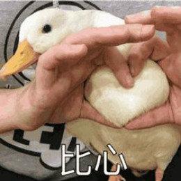 网红比心鸭子表情包哪里有最新最全比心鸭子表情包分享