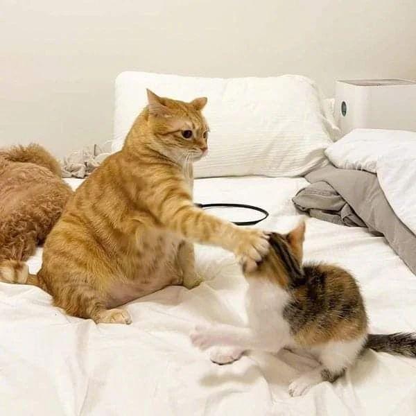 橘猫打了下小猫的头,下一秒就被回了一拳,看来也不好惹
