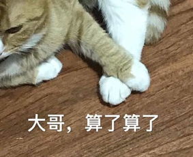 你说了算表情包你说了算微信表情包你说了算qq表情包发表情fabiaoqing.com