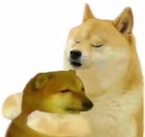 柴犬wink表情包酒品