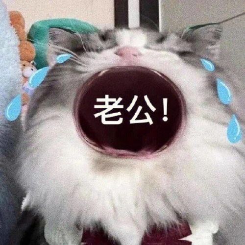 笑话十条我问爸爸,你和妈妈是怎样恋爱的