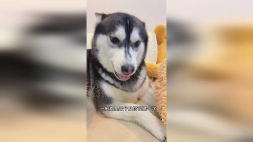 不管养猫还是养狗,每月一次的驱虫不能少