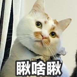 showki你肯定用过它的表情包它叫楼楼今天它永远的离开了我们