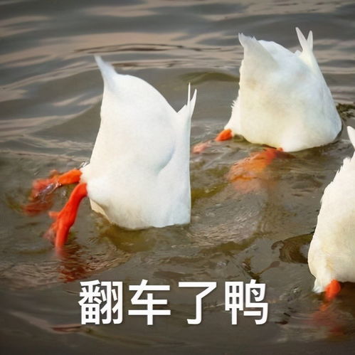 鸭子翘嘴表情包