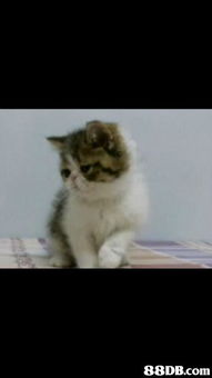 exoticshorthair自家繁殖异国短毛牠们已经两个月大啦已懂吃猫粮同去猫砂厕所本人会包一针防疫针和杜虫取猫bb时会附上针咭有意者可电69098914或whatsapp