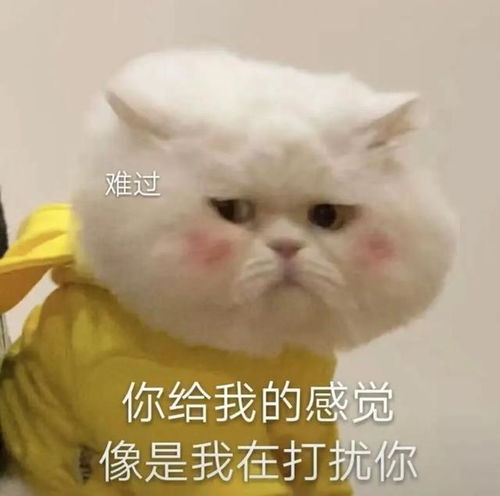 一些奇奇怪怪的猫猫表情包集合6