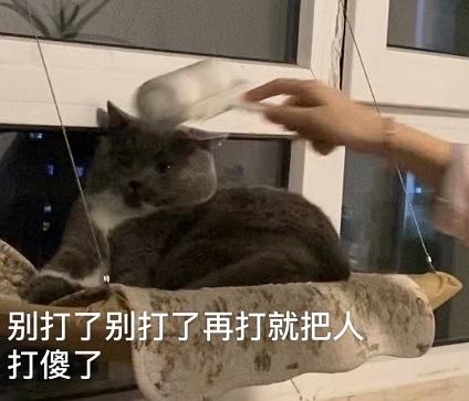 养猫以后手机里多了很多表情包