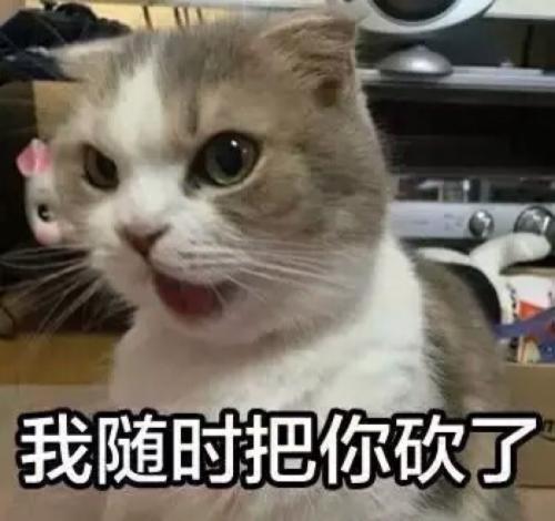 不知道表情包猫咪