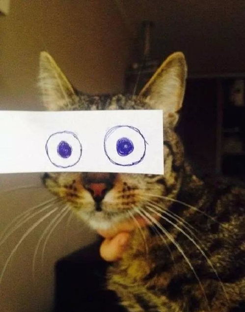 每日一笑看完这组图,你还能记清楚猫的眼睛长啥样吗