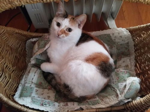 表情有哪些好用的养猫神器表情