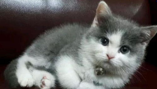 捡回一只流浪小猫,可爱的它直接爬到大猫身上,吓得大猫都不敢动