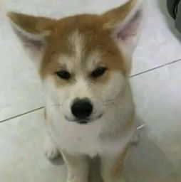 花3000块买了一只柴犬,看到它这个表情,发现事情不简单
