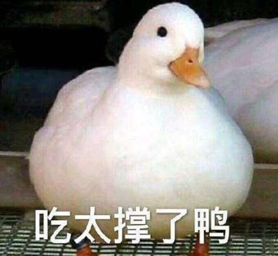 王思聪买的鸭子中文名叫做柯尔鸭,超级可爱