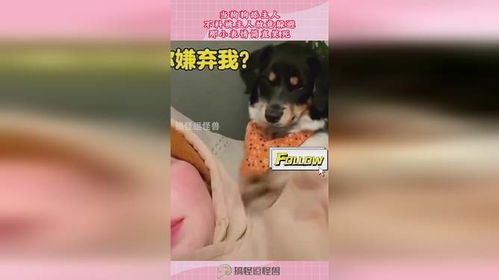 当狗狗舔主人,不料被主人故意躲避,那小表情简直笑死