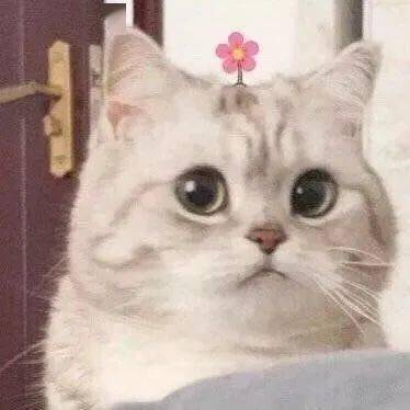 小猫咪能有什么坏心眼表情,快进来吸猫