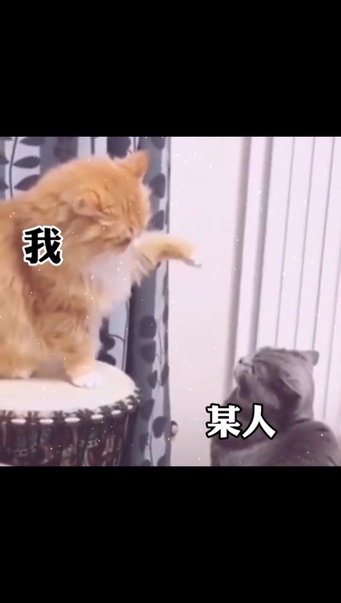 信息不回电话不接你到是在干嘛套路表情包内容过于真实