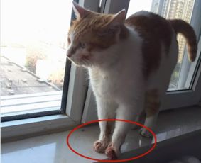辟谣月销2000的爆款驱虫项圈效果真这么好小心它变猫夺命圈