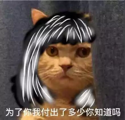 炎炎夏日,宠物更难受这才是伺候主子的正确方式丨6折试用