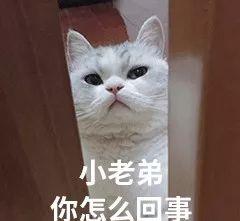 给猫咪驱虫的四大误区,等你看到虫子再驱虫就晚了