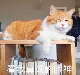 猫咪日常表情包橘猫