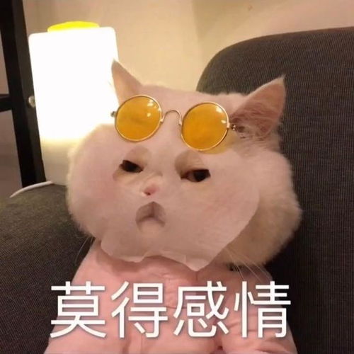 可爱猫咪表情包日常斗图必备