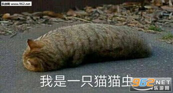 我是一只猫猫虫表情包莫说咯眼睛水夹不住老猫咪表情包图片下载乐游网游戏下载