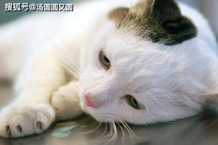 猫咪毛球症多久会死