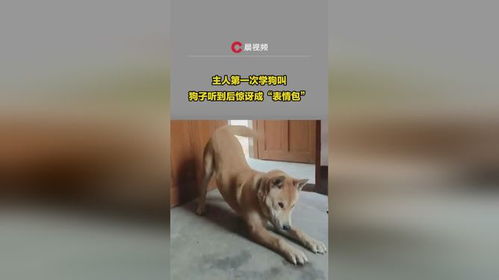 主人第一次学狗叫,狗子听到后惊讶成表情包