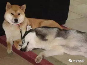 这只叫ryuji的柴犬不简单每次它一笑,总感觉有事情要发生...