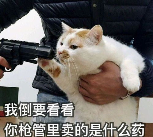 铲屎官们可能不知道的一些养猫冷知识