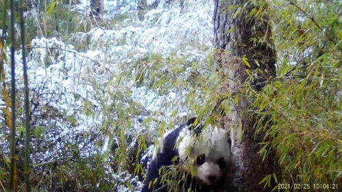 平武丨一秒钟都舍不得删大熊猫在这棵树下演了场微电影