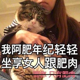 你连表情包里猫的名字都不知道,还敢说爱猫
