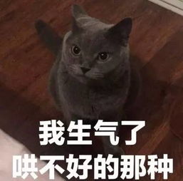 日常吸猫表情包合集第二弹,再来吸啊