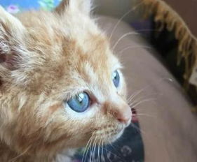 两个月大的猫能驱虫吗